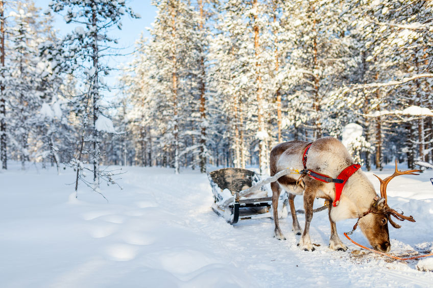 Magie de l'hiver en Laponie !